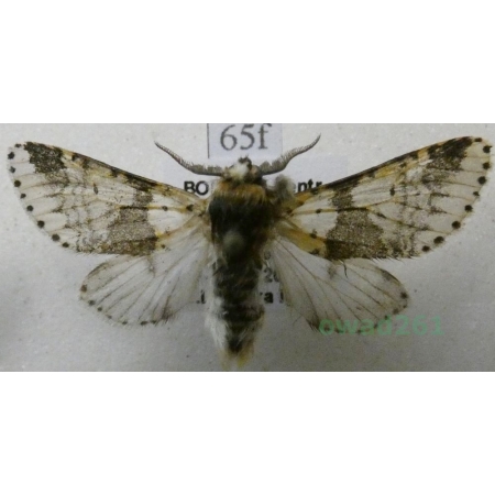 Furcula bicuspis (Borkhausen, 1790) male Widłogonka dwurożka Czech65f